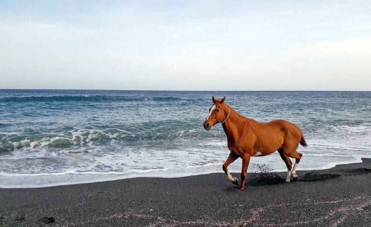 Vederi Suites Rethymno Crete Horse Riding